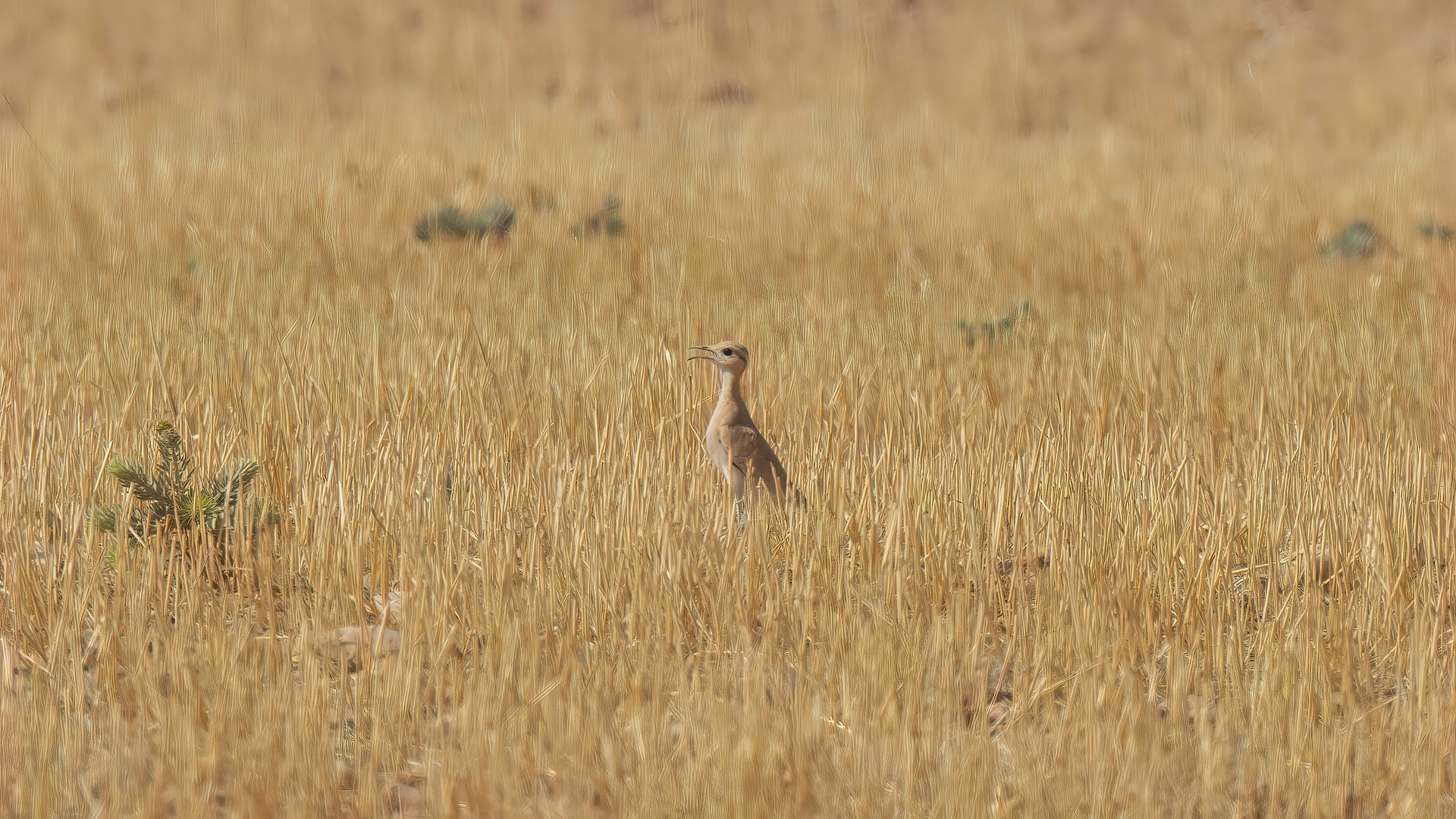 Cream-colored Courser — Ana fotoğraf